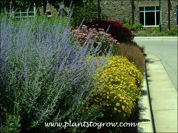 Russian Sage ABC's (Perovskia atriplicifolia) Planted outside the Visitor and Education Center of Boerner Botanical Gardens. Blooming with Coreopsis Zagreb and Echinacea.